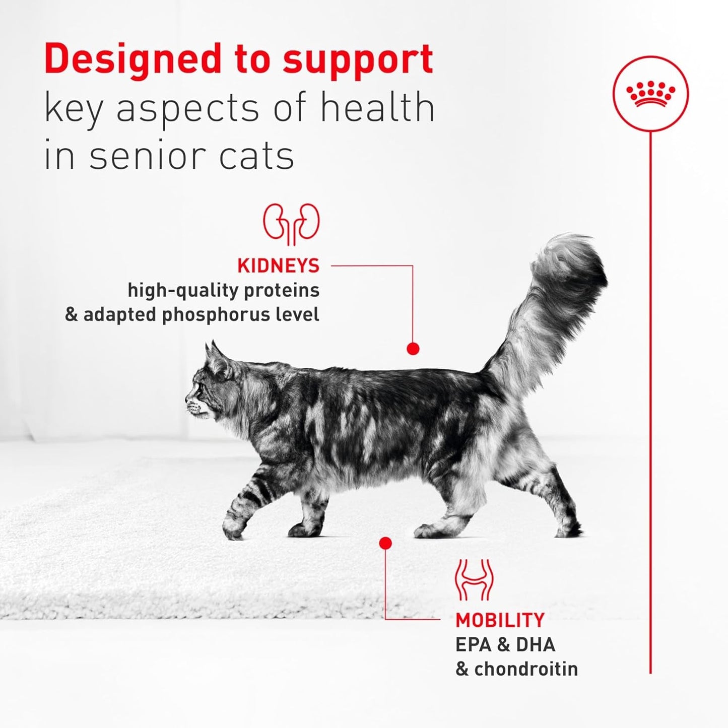 Senior Cat Wet Food 11+ Royal Canin Aging Thin Slices Gravy 3oz 12 Pack