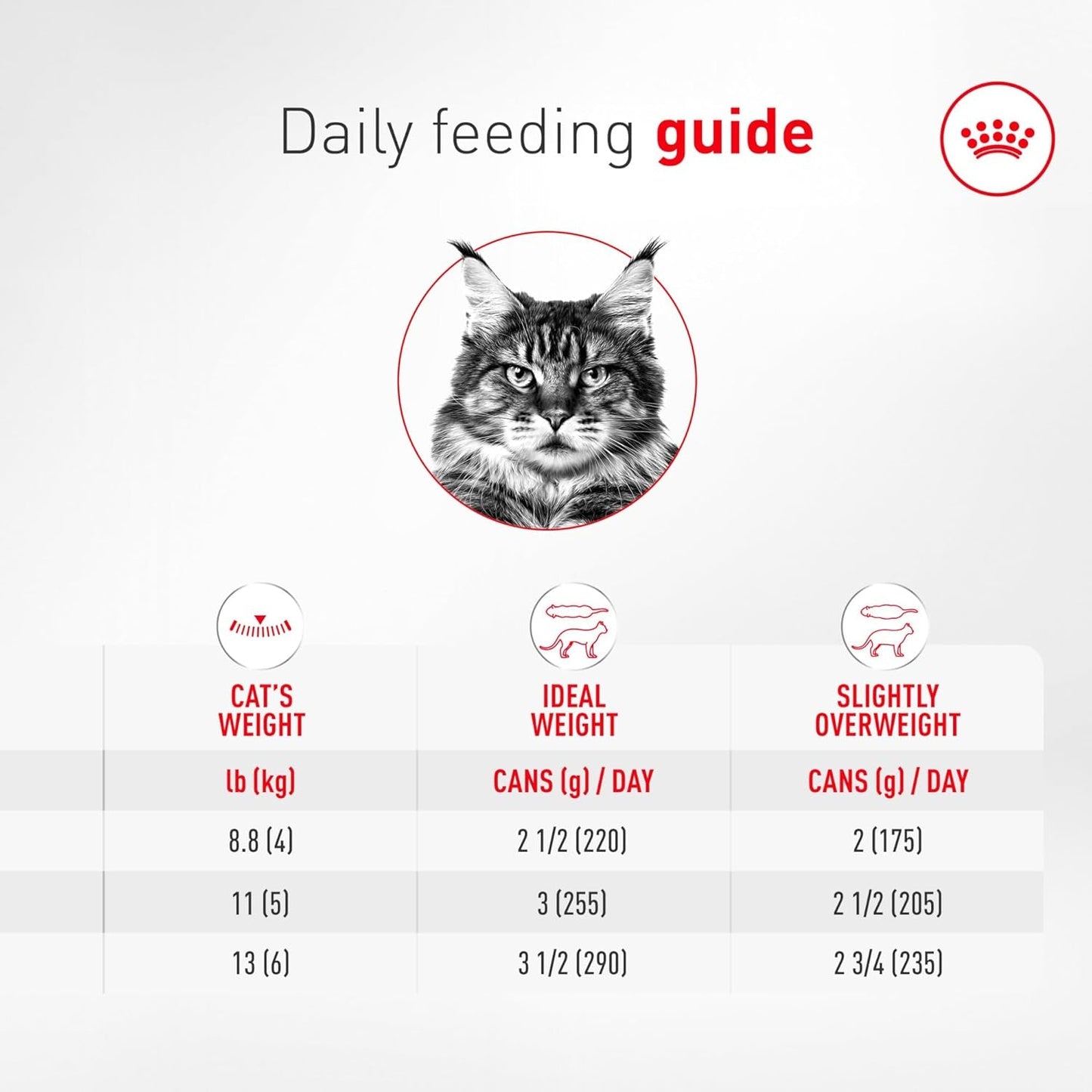 Senior Cat Wet Food 11+ Royal Canin Aging Thin Slices Gravy 3oz 12 Pack