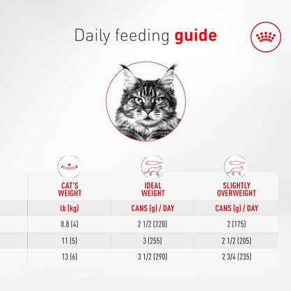 Senior Cat Wet Food 11+ Royal Canin Aging Thin Slices Gravy 3oz 12 Pack