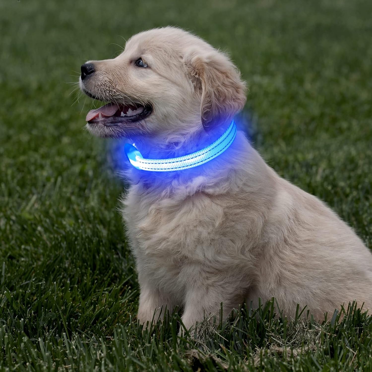 Light up Dog Collar for Small Dogs& Cats, Reflective LED Dog Collar Rechargeable Glowing Puppy Collar Safety Dog Lights for Night Walking (Royal Blue)