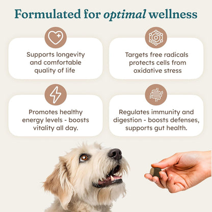 Immune Support Chews for Dogs Pork Flavor Wellness Soft Chews