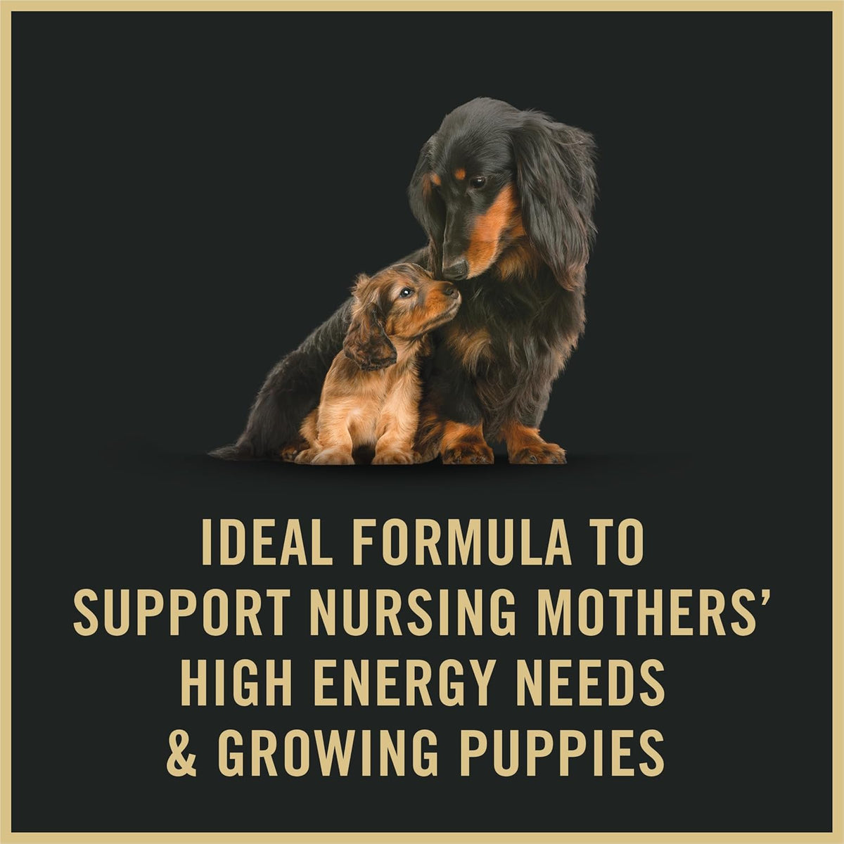 Purina Pro Plan Puppy Starter Mousse Wet Dog Food - 24 Cans of Nutritious 5.5 Oz Meals for Growing Puppies