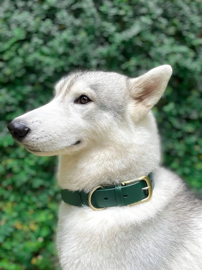 Heavy Duty Waterproof Dog Collar Metal Buckle Odor Proof XS–L (all colors)
