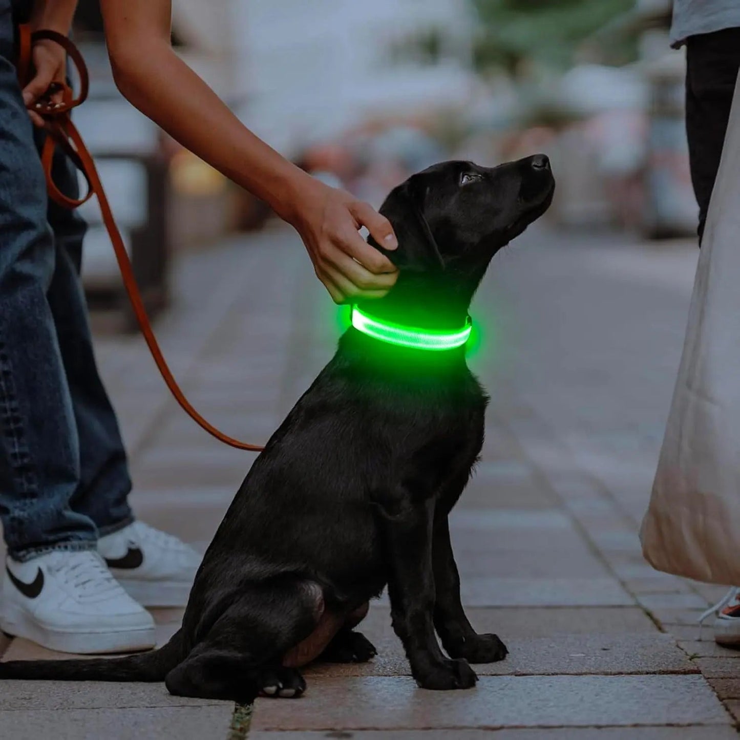 LED Dog Collar Rechargeable Light-Up Safety Collar for Night Walking (colors)