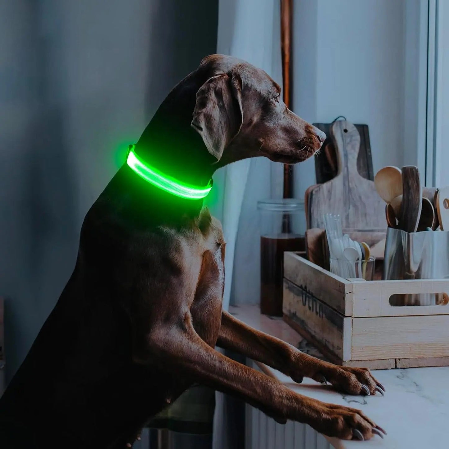LED Dog Collar Rechargeable Light-Up Safety Collar for Night Walking (colors)