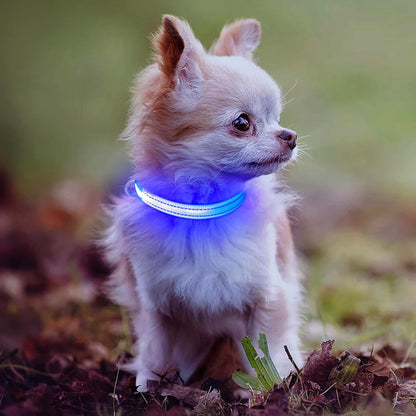 Light up Dog Collar for Small Dogs& Cats, Reflective LED Dog Collar Rechargeable Glowing Puppy Collar Safety Dog Lights for Night Walking (Royal Blue)