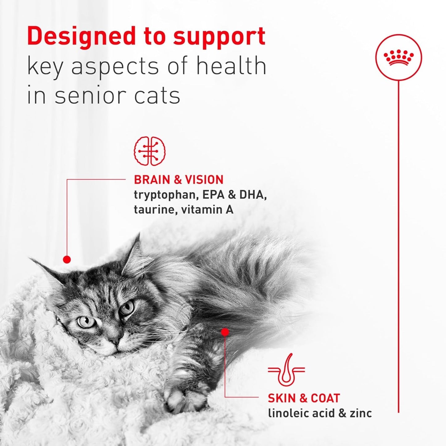 Senior Cat Wet Food 11+ Royal Canin Aging Thin Slices Gravy 3oz 12 Pack