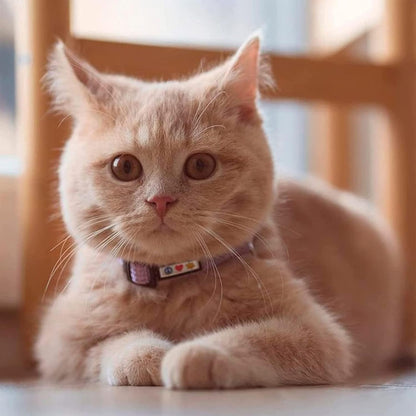 Reflective Teal Cat Collar with Safety Buckle and Removable Bell for Kitten and Cats