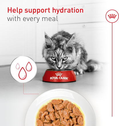 Senior Cat Wet Food 11+ Royal Canin Aging Thin Slices Gravy 3oz 12 Pack